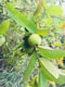 a tree with green fruit