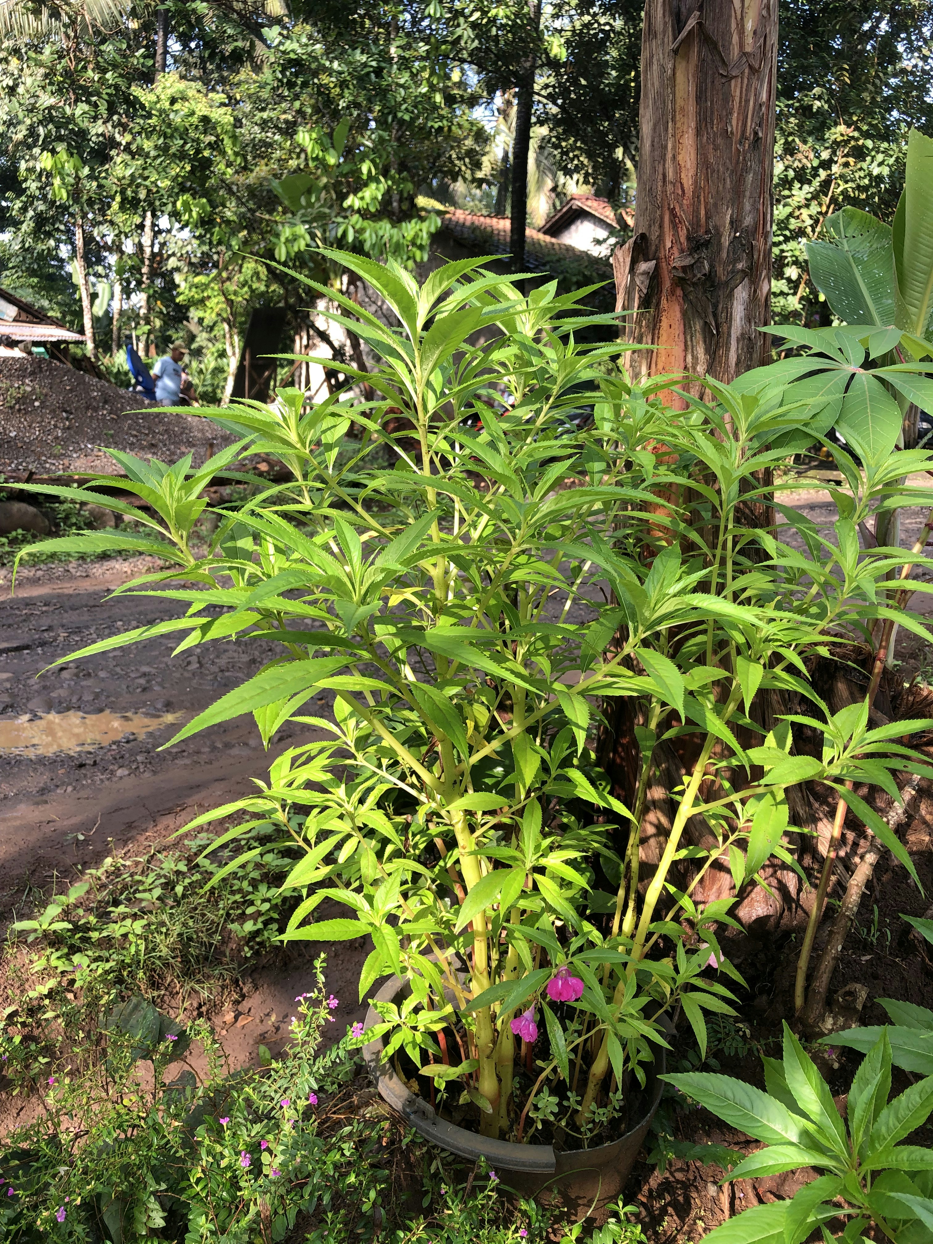 kencur herbal plant, wallpaper, Kencur untuk Batuk: Manfaat dan Cara Penggunaannya 2