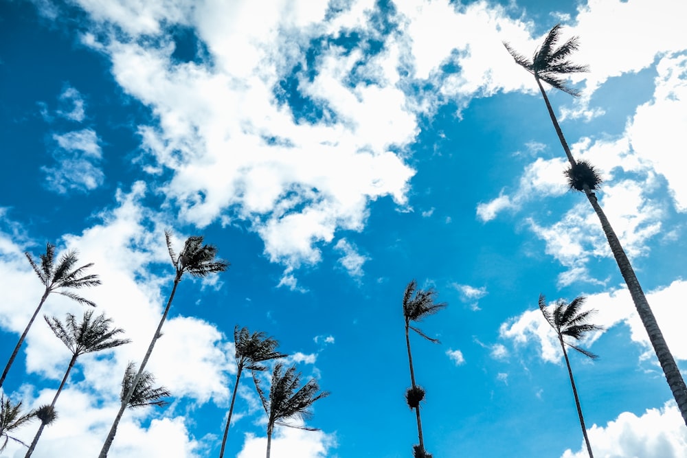 a group of trees with blue sky and clouds