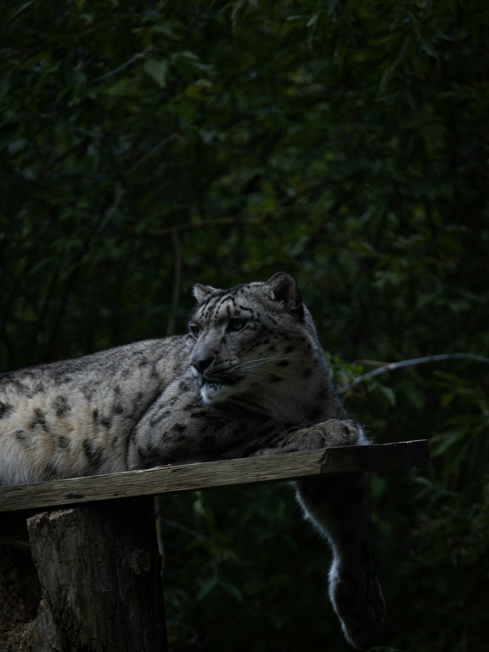 a large cat lying on a tree branch