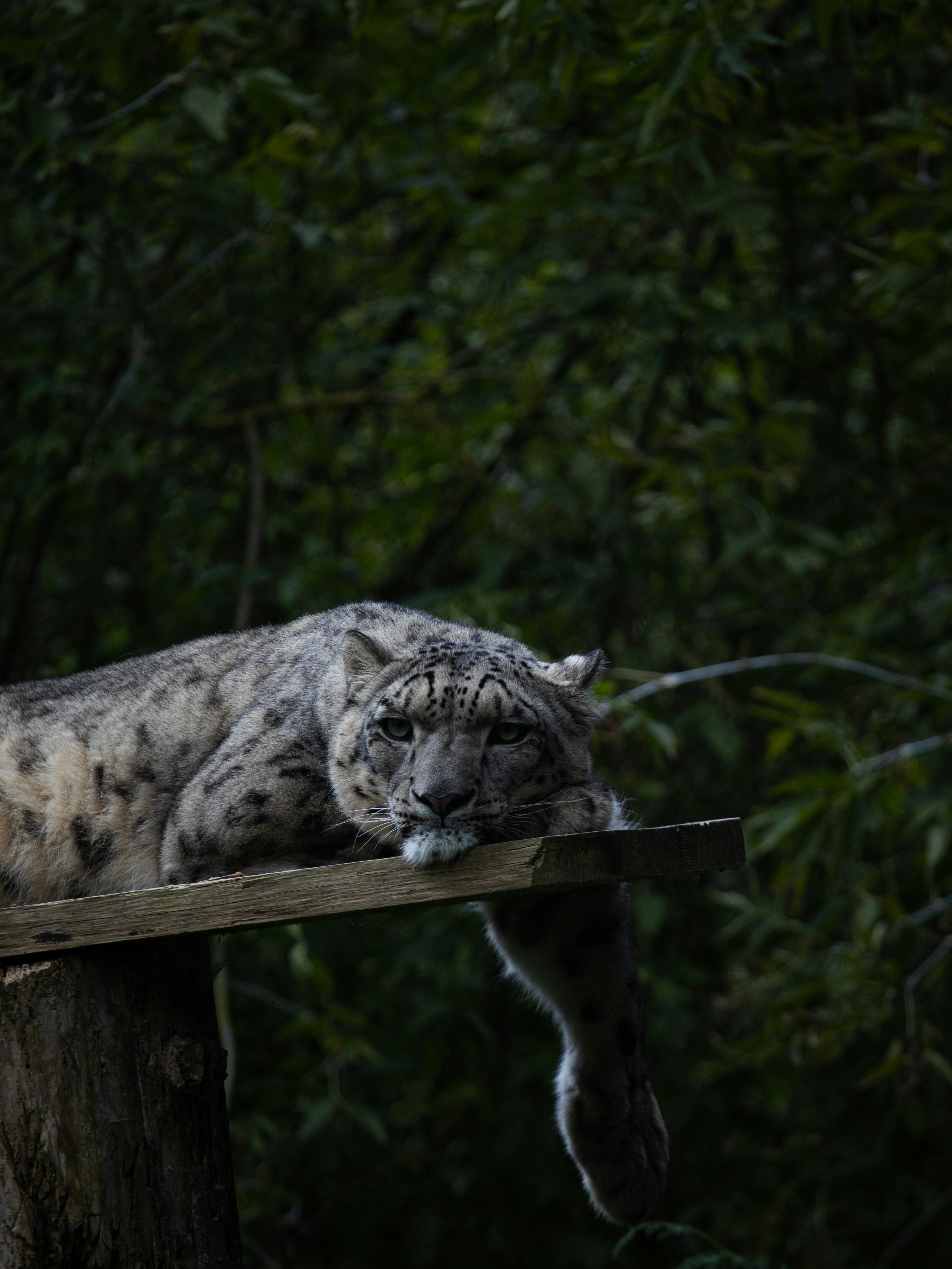 Leopards: The Art of the Solo Wait (image credits: unsplash)