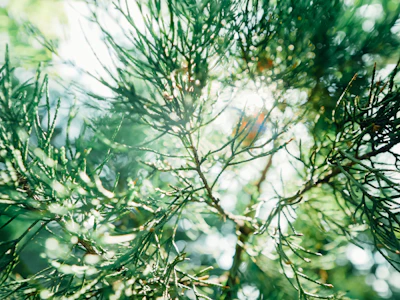 Sunlight filtering through pine trees along a shaded Andalusian hiking trail.