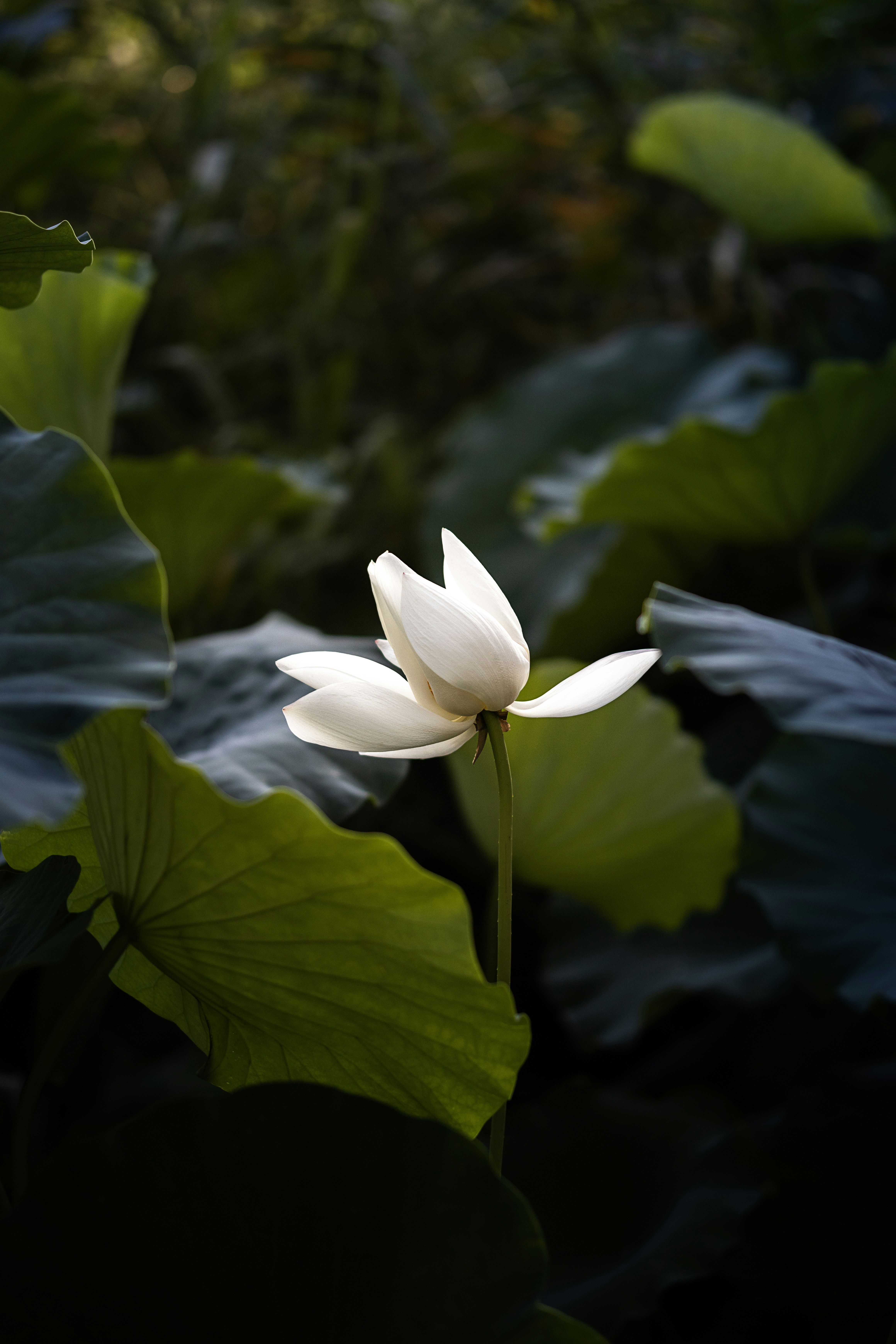 Photo by juliuscarmine