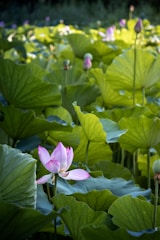 A serene morning scene with soft pink and cream tones, featuring a lotus flower with the sun rising gently behind it.