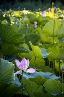 A serene morning garden scene with soft sunlight filtering through lotus leaves, evoking calm and renewal.