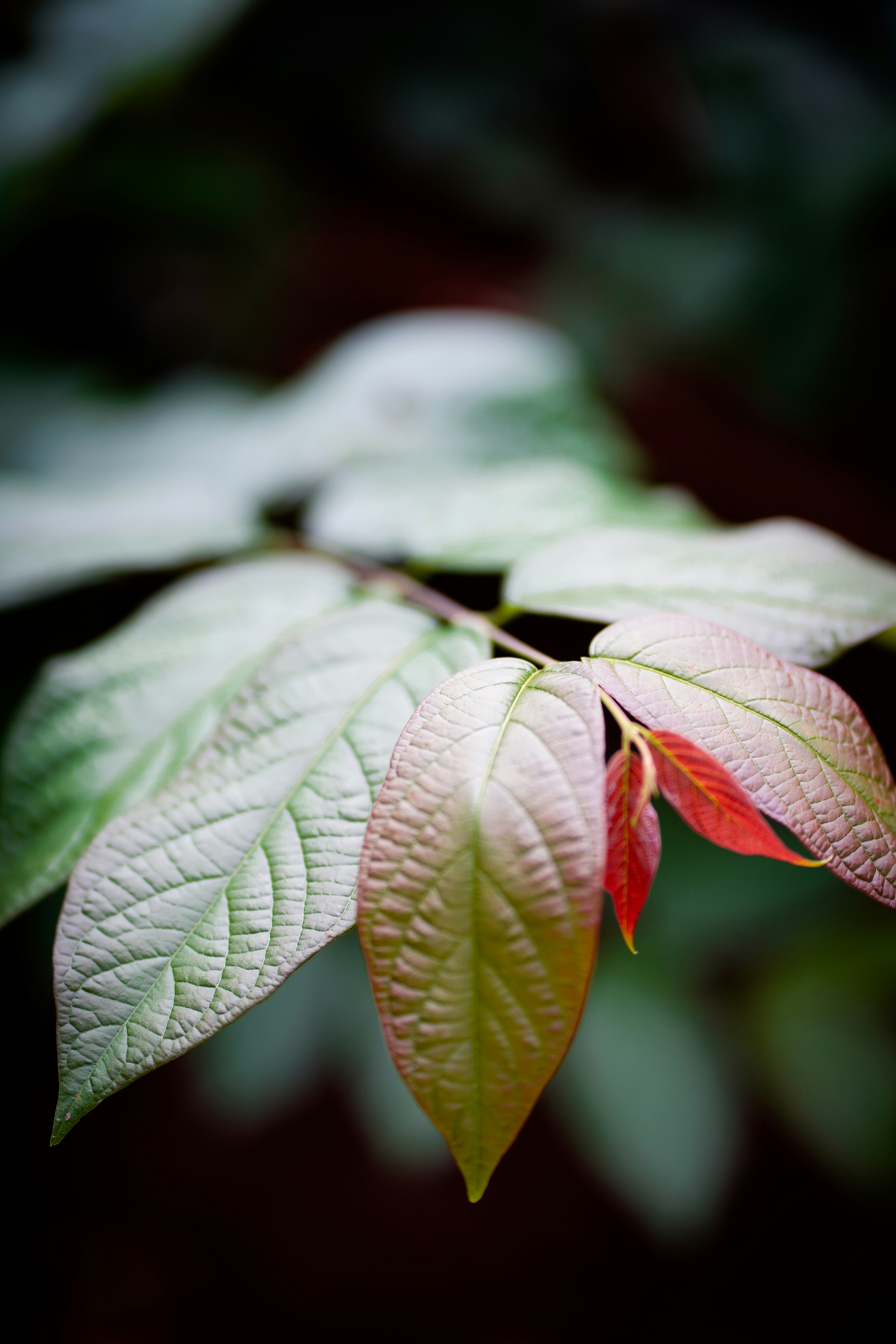 Photo by manofmysore1