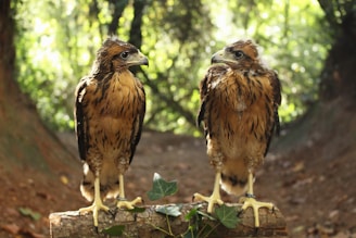 Two birds of prey with brown and black feathers stand on a piece of wood in a forest setting. The background is filled with blurred greenery, suggesting dense foliage. Both birds have sharp beaks and expressive eyes, with leg bands visible, indicating they might be part of a conservation project.