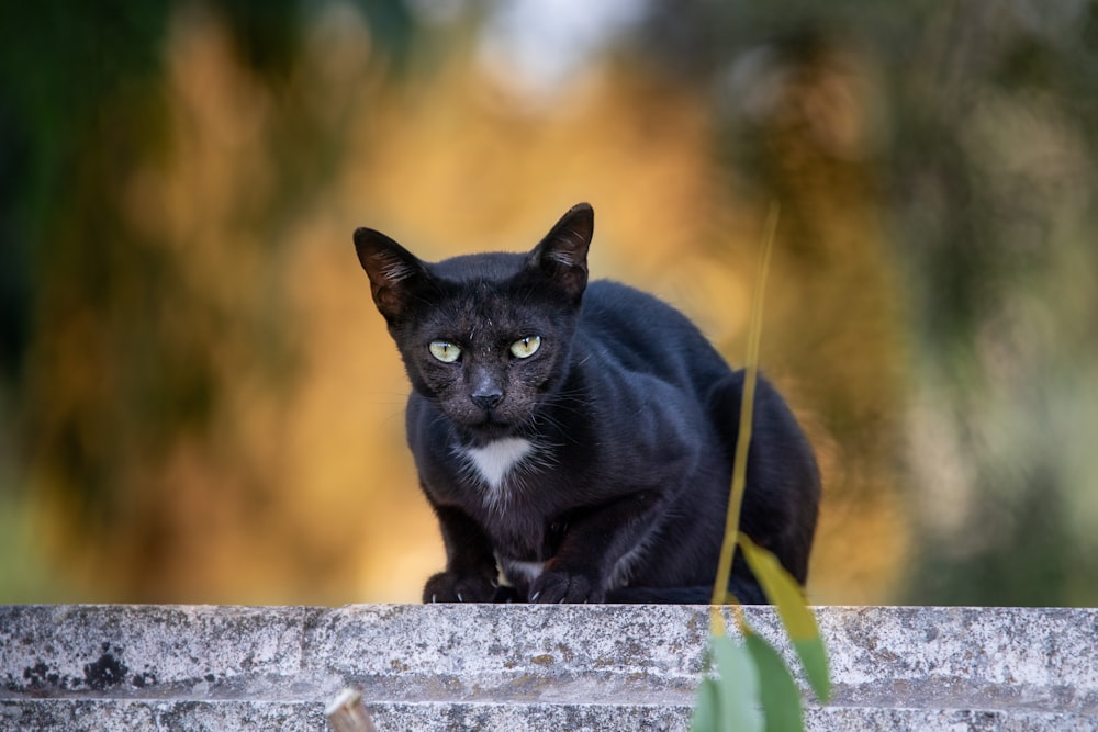 a black cat sitting on a ledge