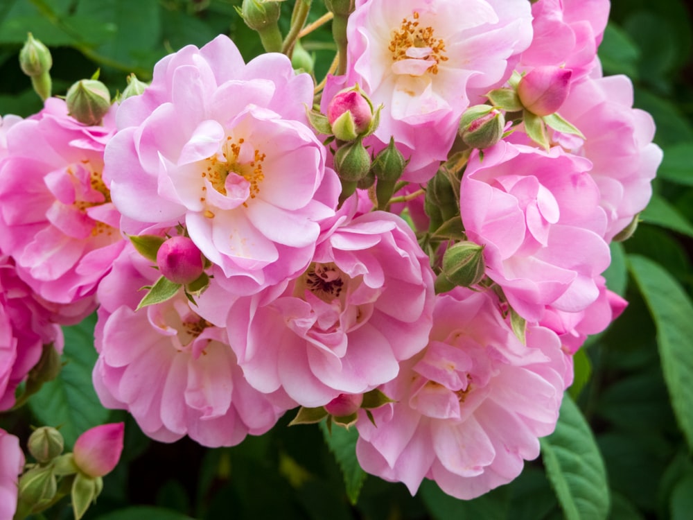 a group of pink flowers