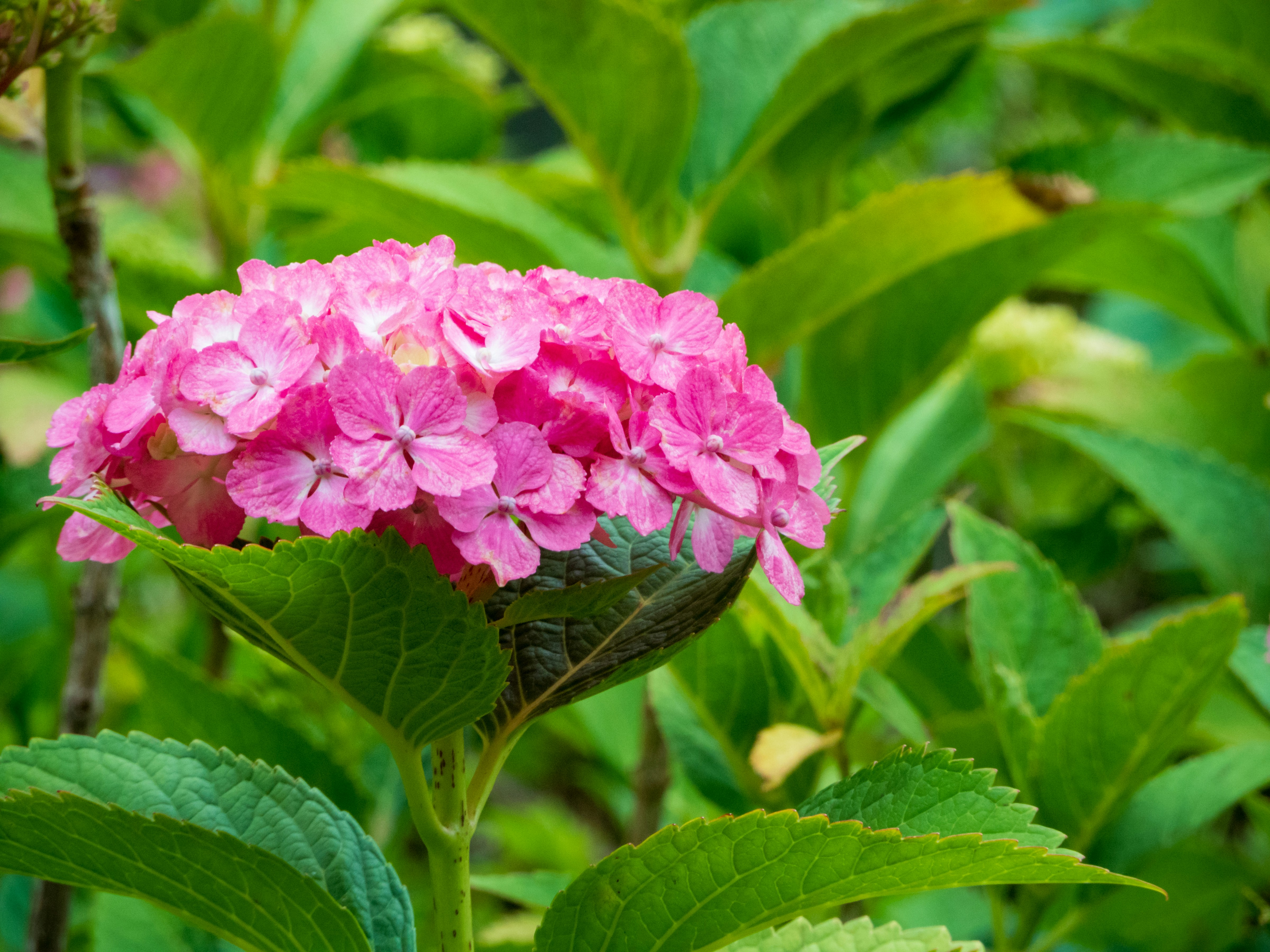 Photo by heppoko_yama