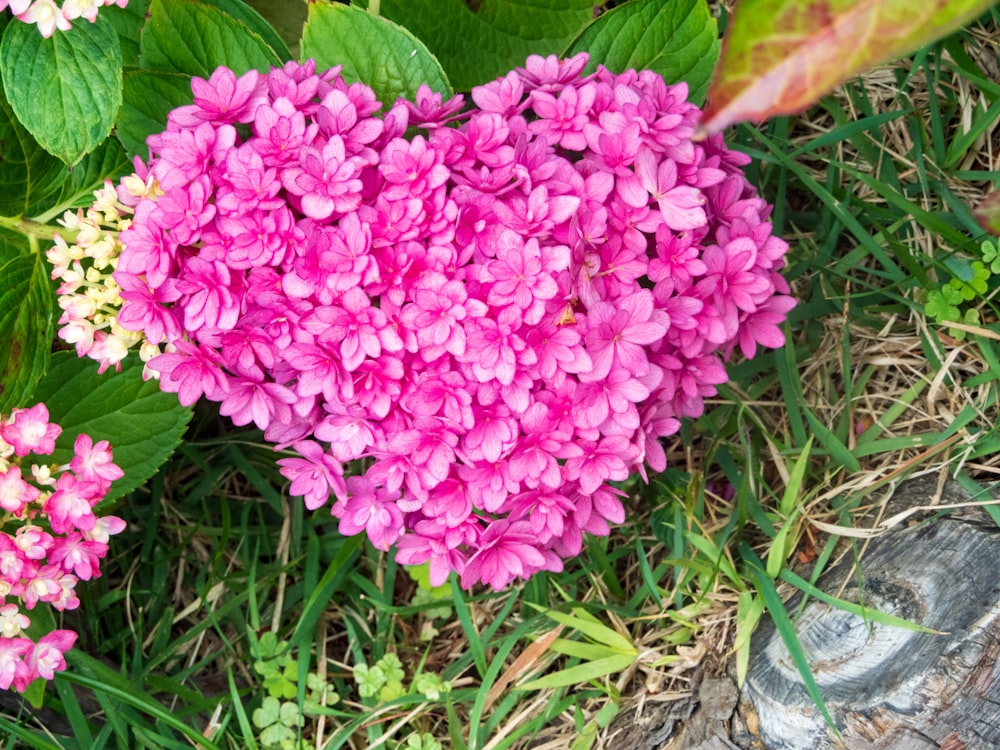 a pink flower with green leaves