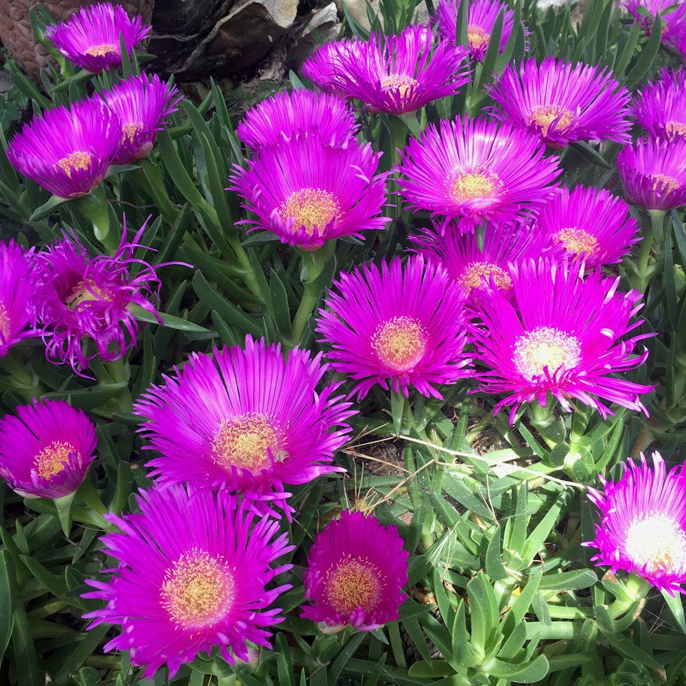 a group of purple flowers