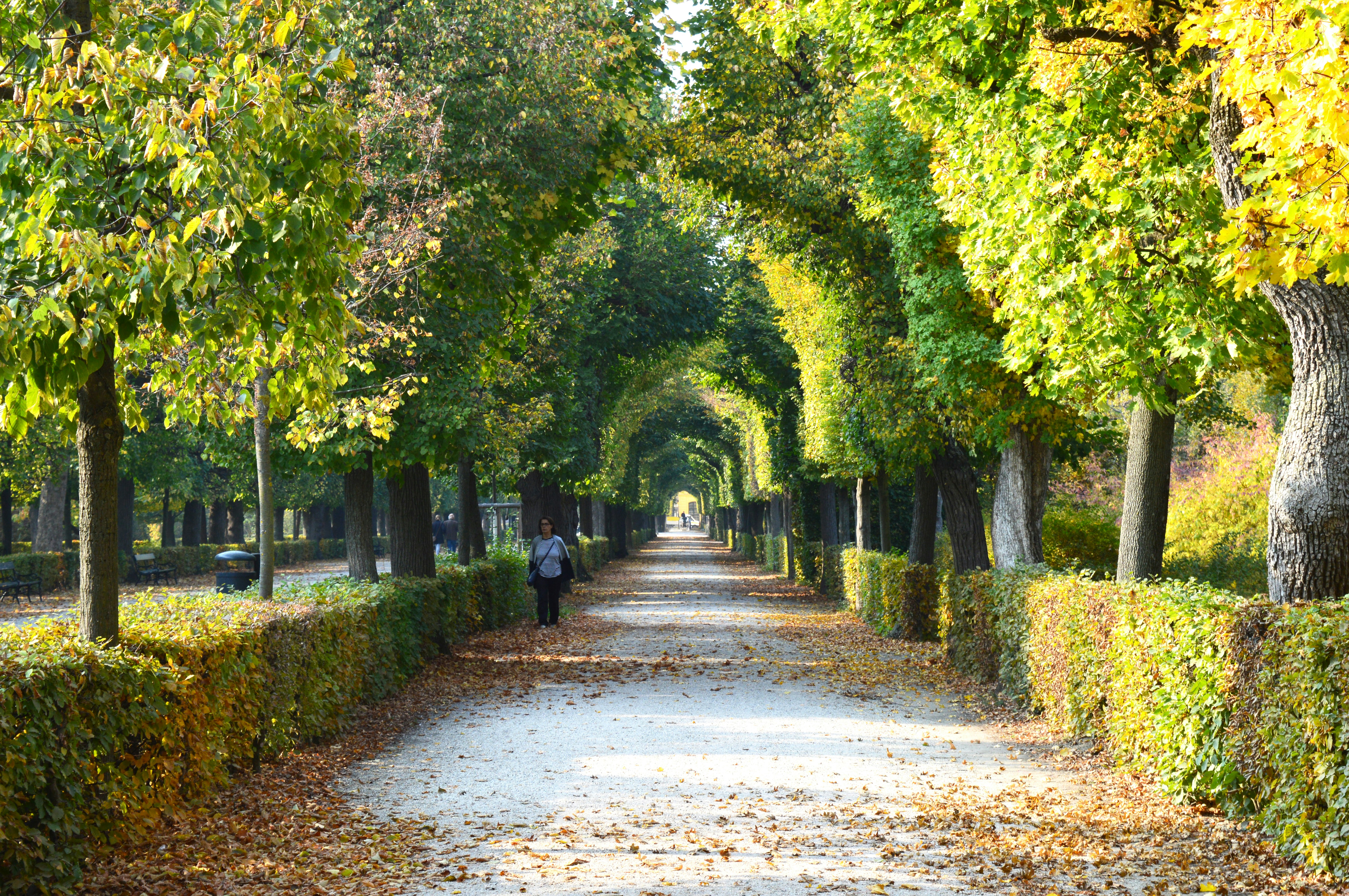 Eine Person, die auf einem von Bäumen umgebenen Weg geht