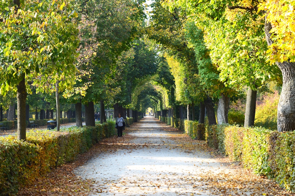 a person walking on a path surrounded by trees