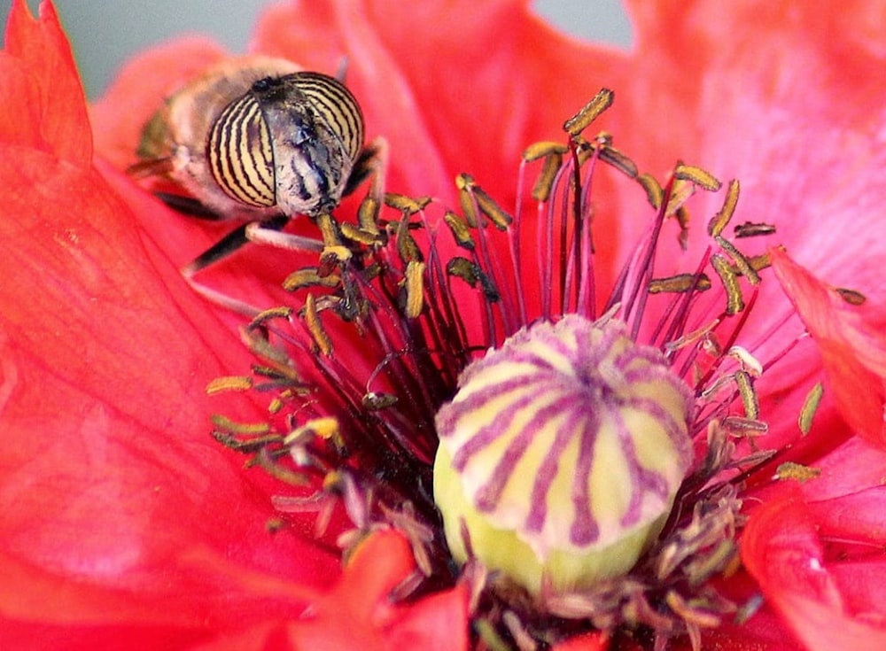 a bee on a flower