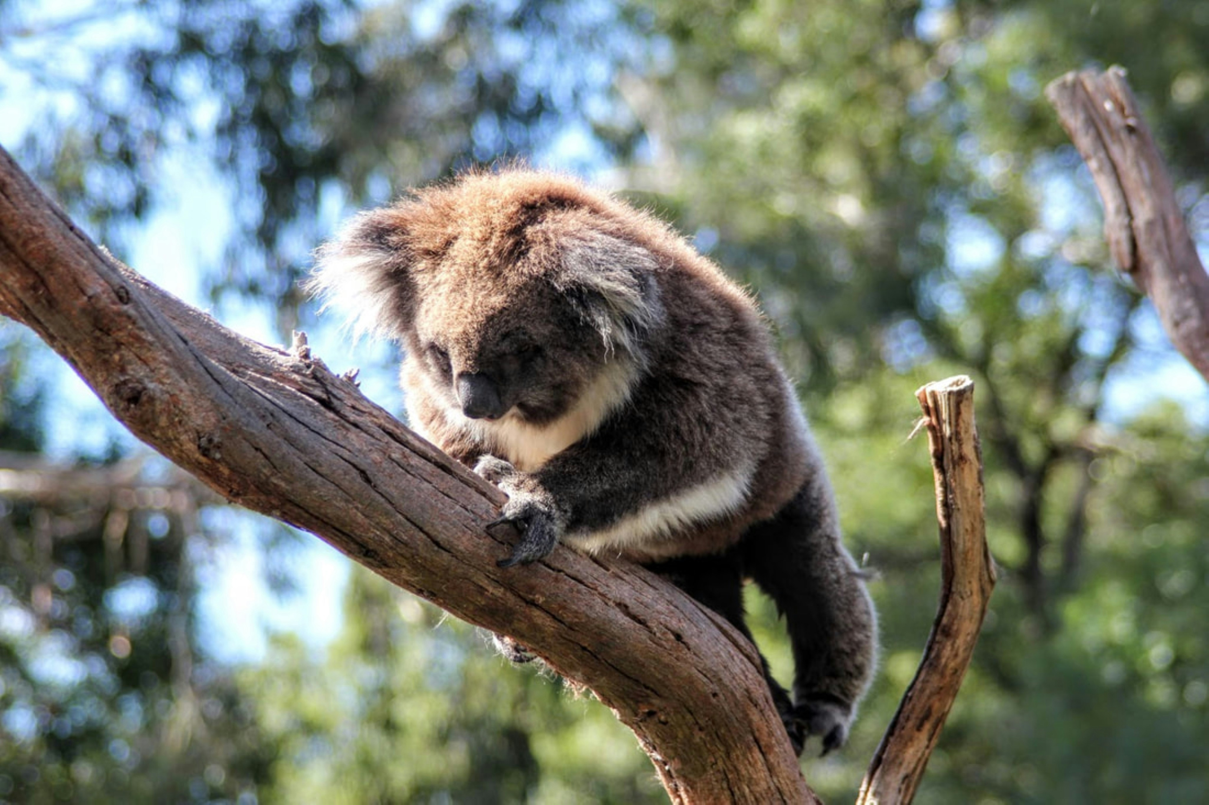 A koala bear on a tree branch photo – Free Craig manners Image on Unsplash