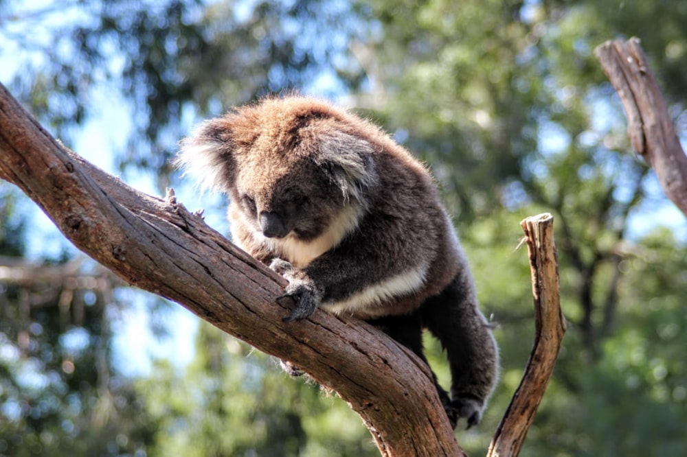 a koala bear on a tree branch