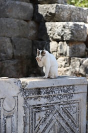A cat is sitting on top of a stone structure with intricate carvings. The background consists of large, rough stone blocks, suggesting an ancient or historical setting. The cat appears to be grooming itself.