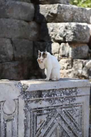 A cat is sitting on top of a stone structure with intricate carvings. The background consists of large, rough stone blocks, suggesting an ancient or historical setting. The cat appears to be grooming itself.