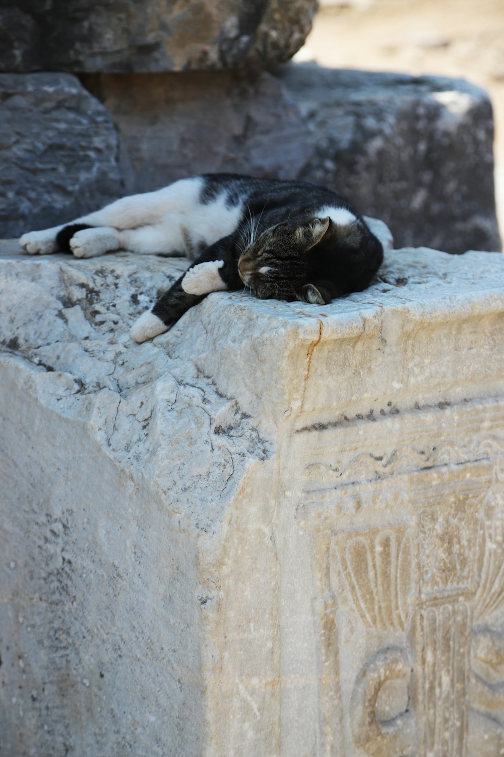 a cat lying on a rock