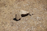 Coins of various sizes and colors are scattered across a dirt surface, surrounding a couple of rough, irregularly shaped stones at the center.