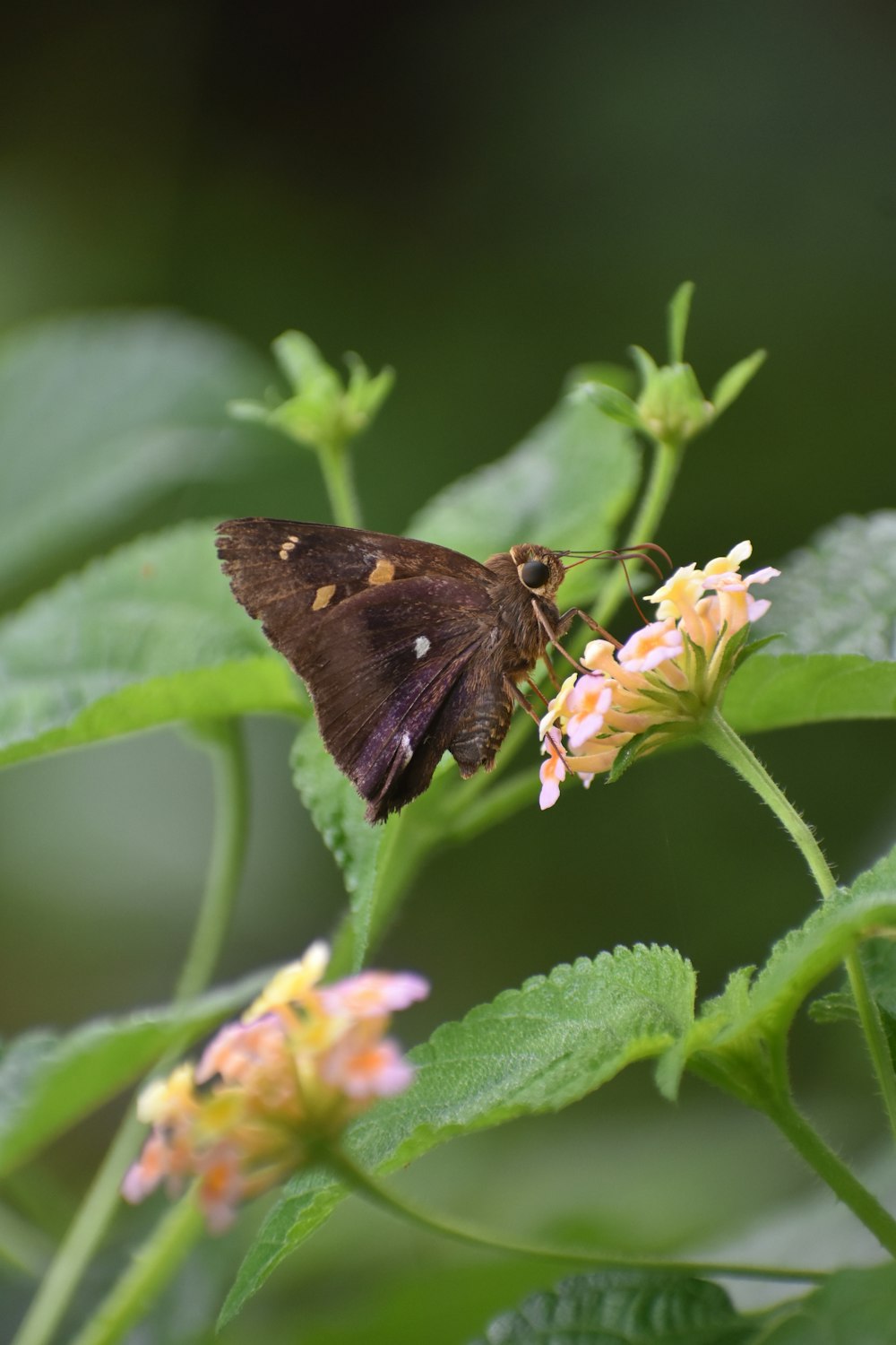 a butterfly on a flower