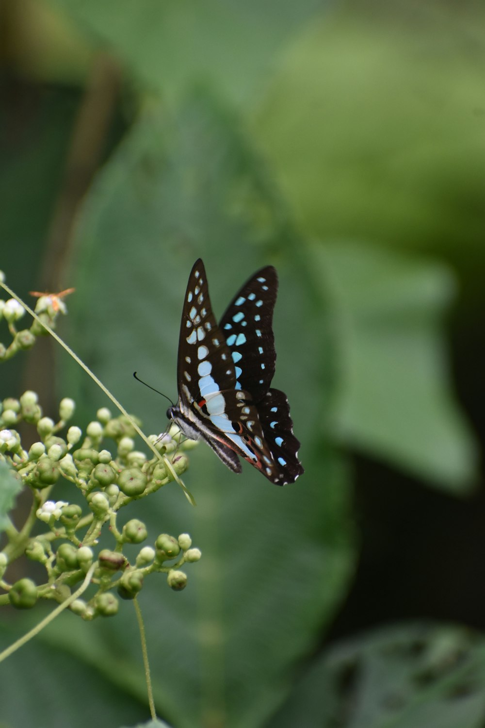 a butterfly on a plant