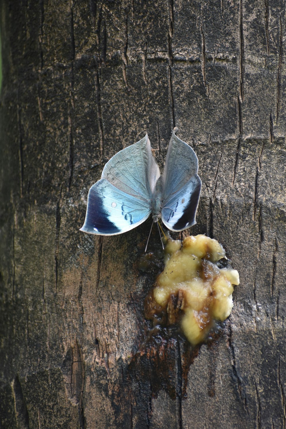 a blue and black butterfly on a tree stump