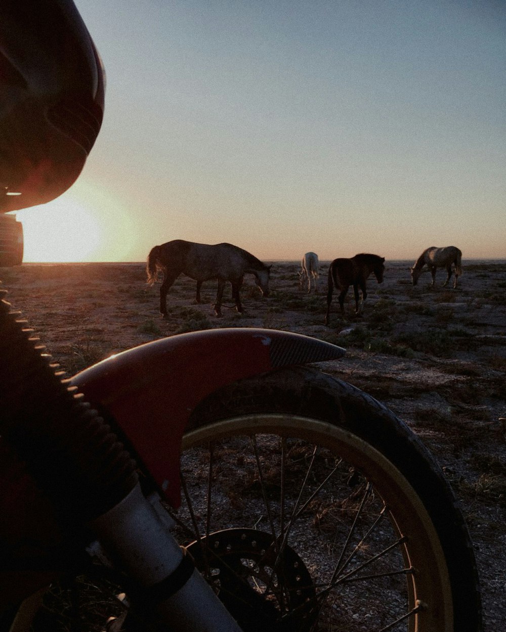 a person on a motorcycle looking at a group of cows