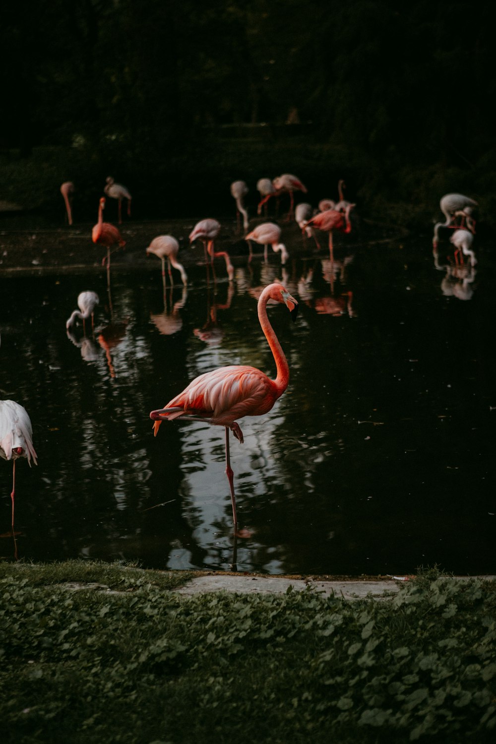 a group of flamingos in a pond