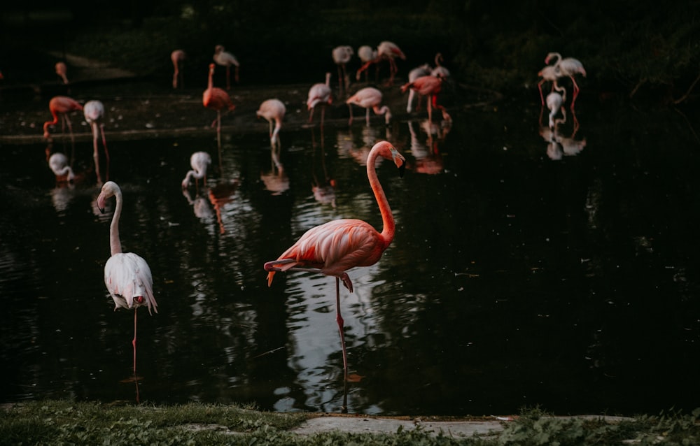 um grupo de flamingos em um corpo de água
