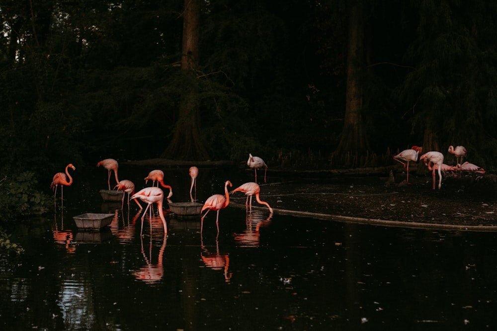 a group of flamingos in a pond