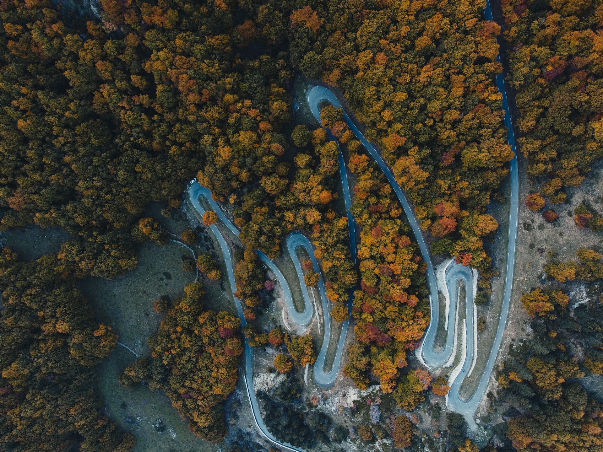 a pair of snakes on the ground