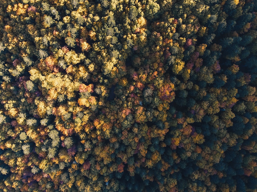 a large group of yellow and red leaves