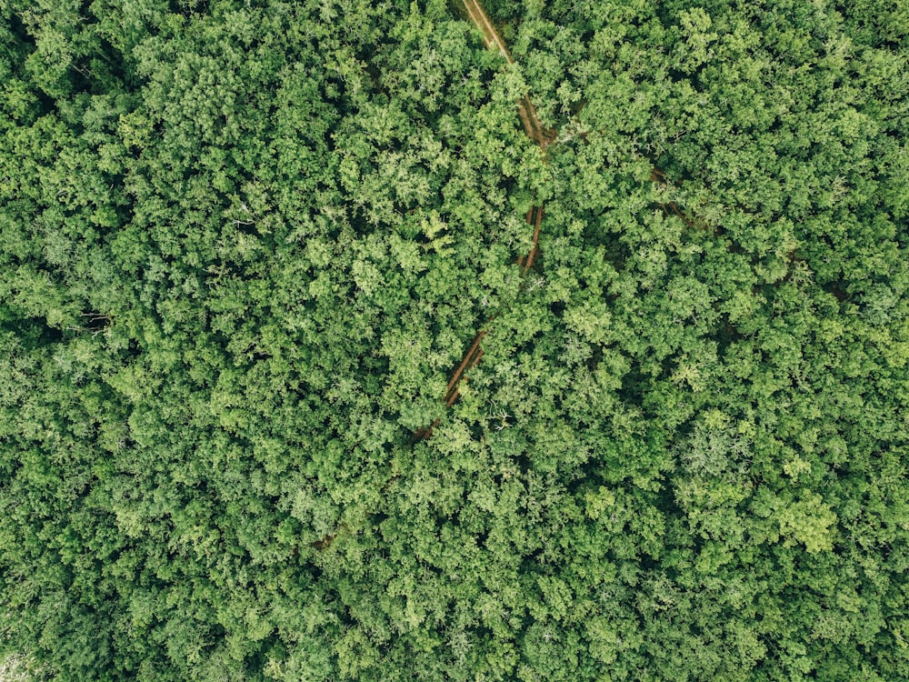 a green and white landscape