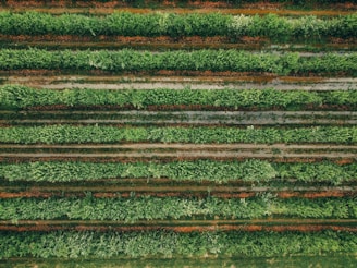 High-resolution aerial photo showcasing the lush vineyards of Alsace in spring.