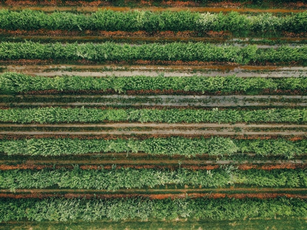 High-resolution aerial photo showcasing the lush vineyards of Alsace in spring.