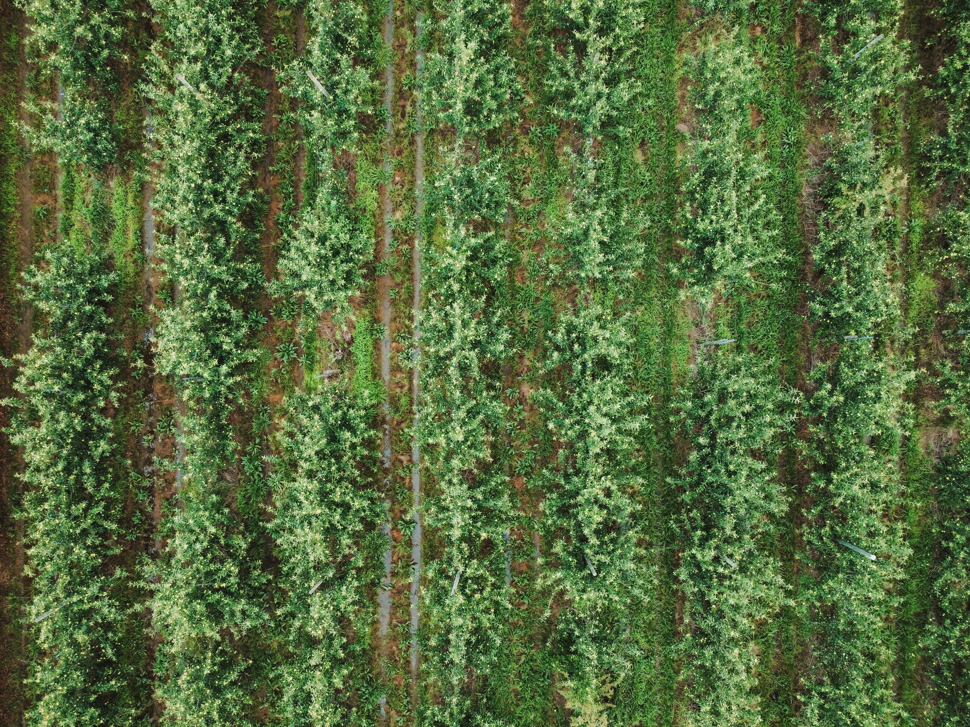 Filas de árboles verdes con flores blancas en un huerto.