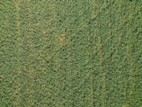 Aerial view of green soybean crops in rows.