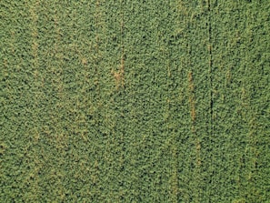 An aerial view of a field optimized with AI technology.