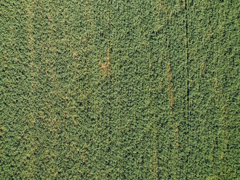 Aerial view of green soybean crops in rows.