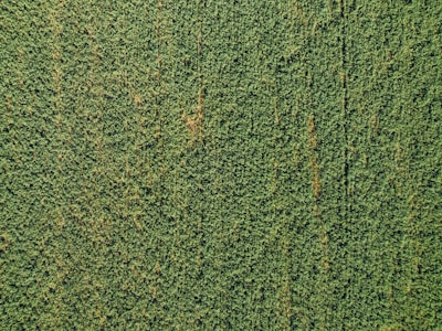 An aerial view of lush green fields showing detailed crop health monitored by drone sensors.