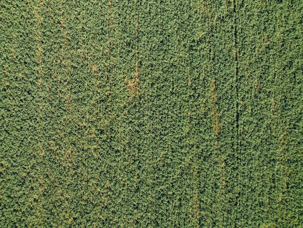 An aerial view of an organic farm with diverse crops.