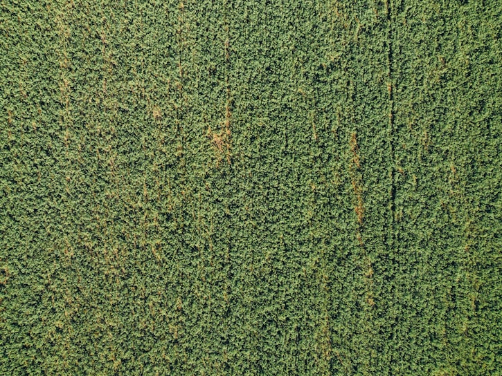 Aerial view of lush green crops before drone treatment under a cloudy sky.