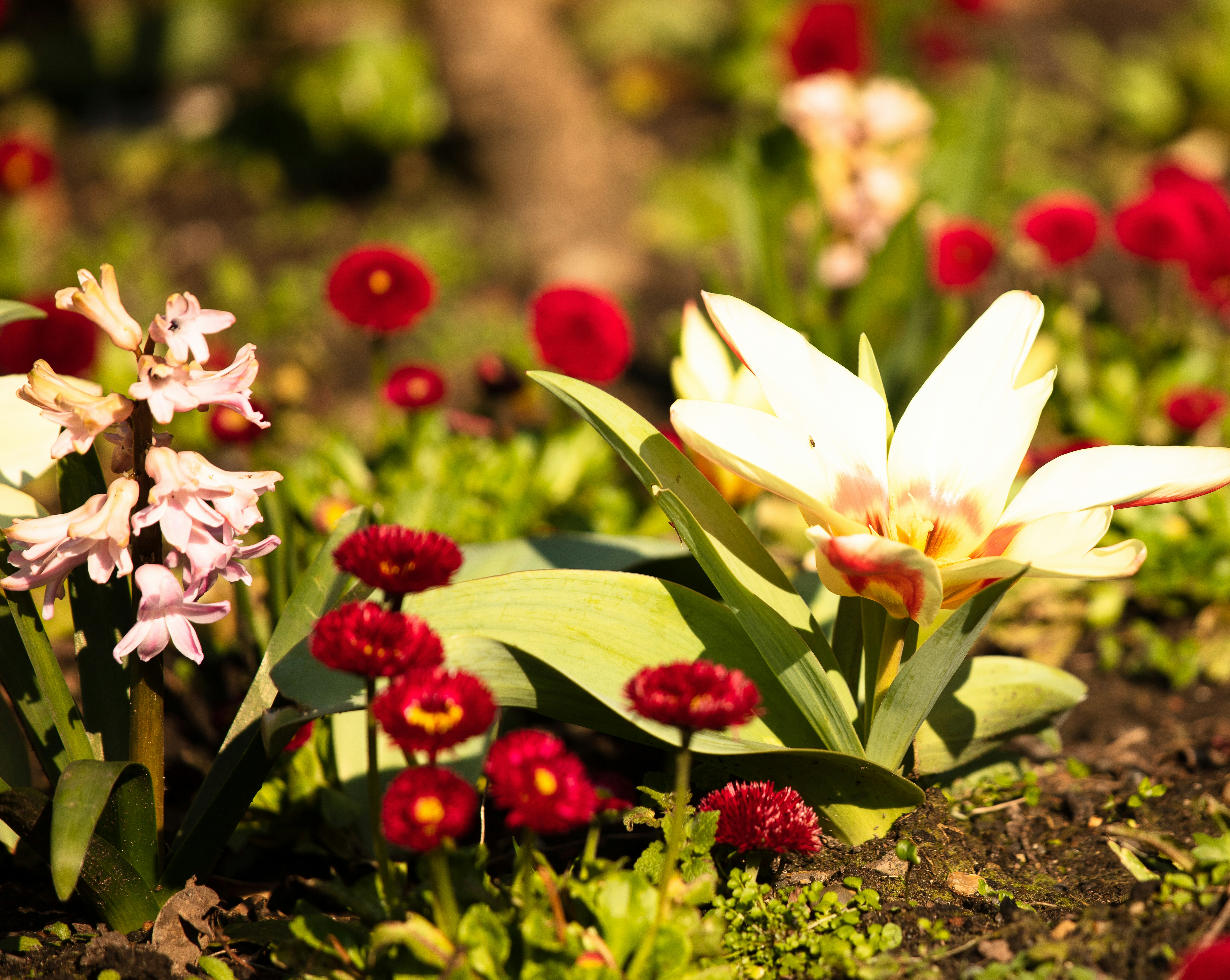 10 Garden Activities for Botanical Self-Care in Spring