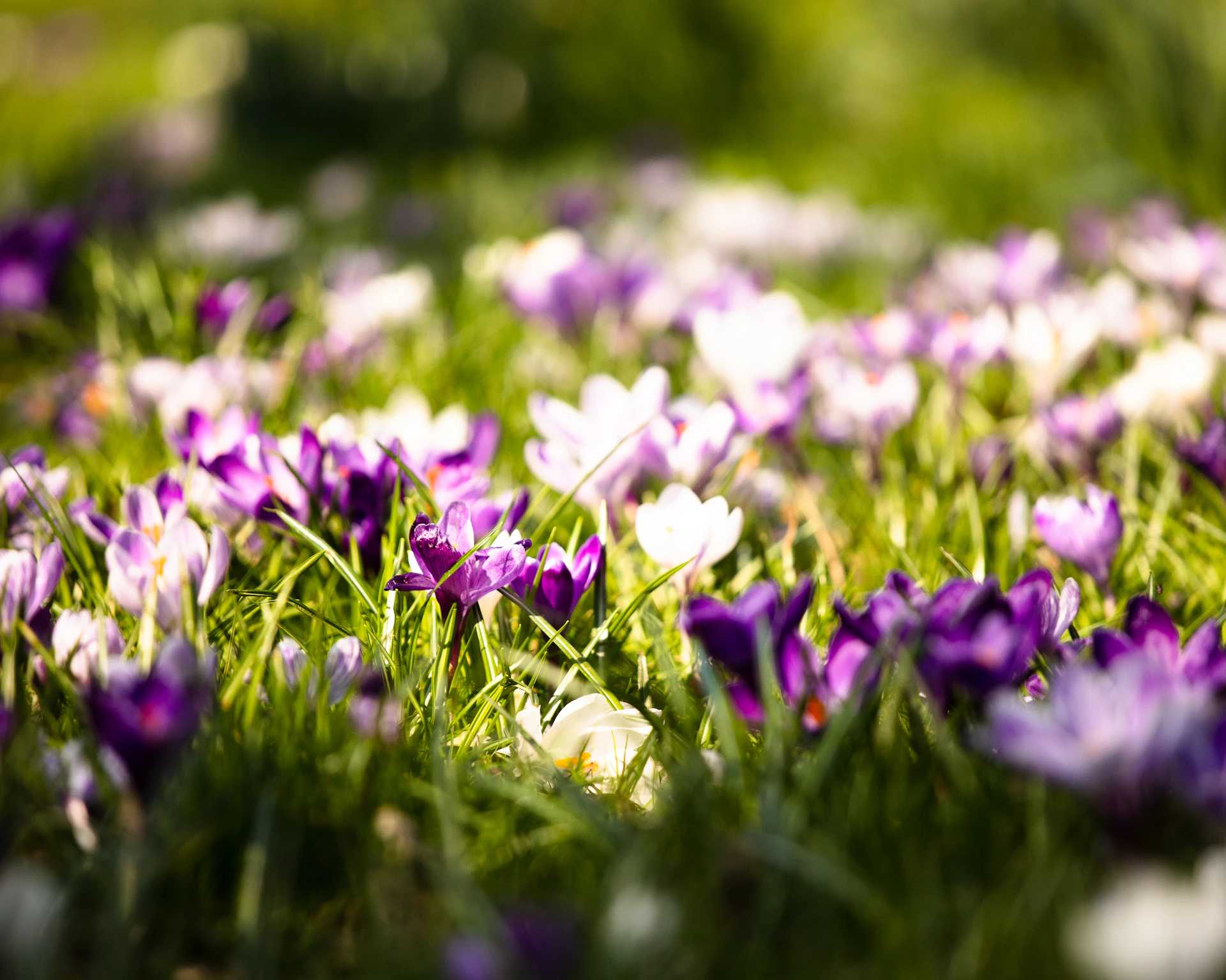 a field of purple flowers