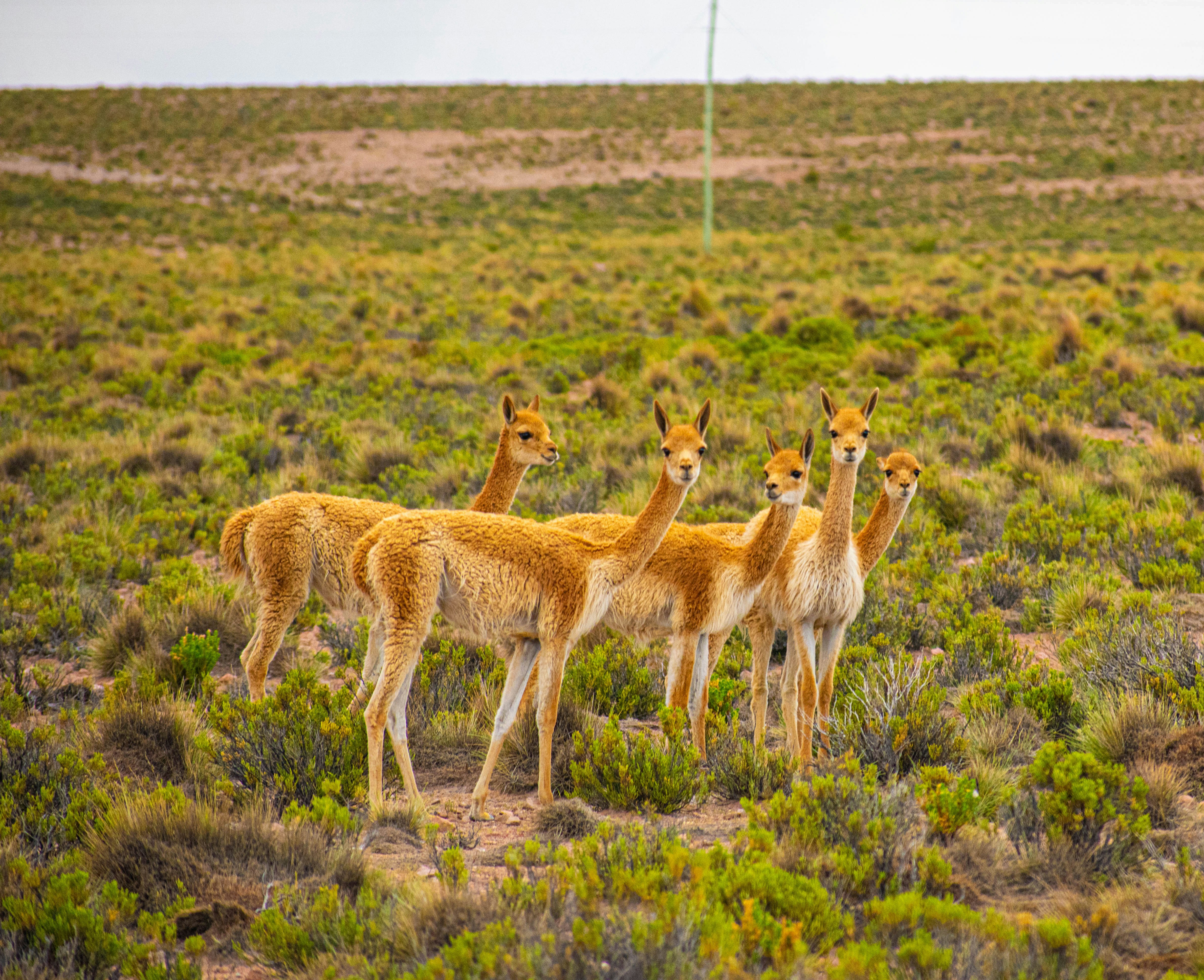 a group of animals in a field