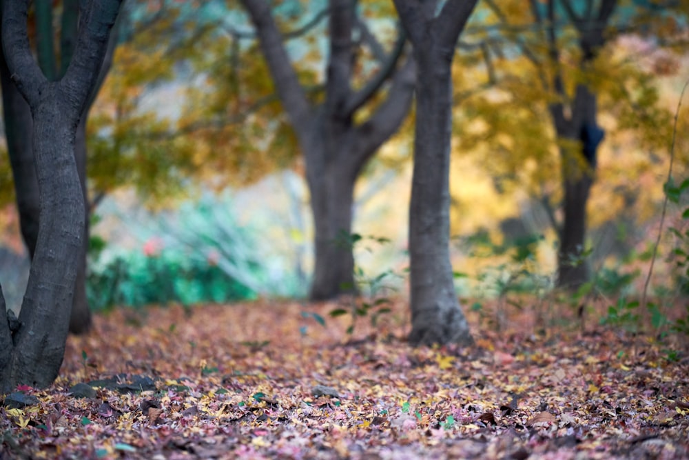 un sentiero con le foglie a terra