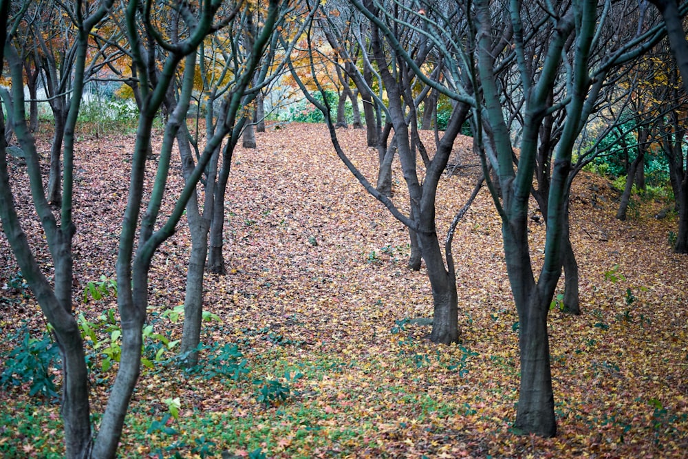 a group of trees with leaves