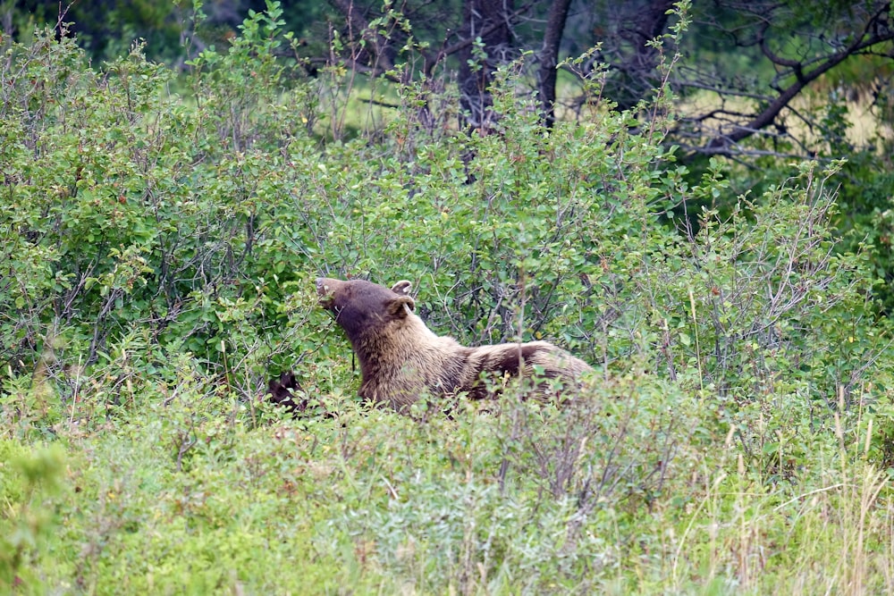 a bear in the middle of a forest